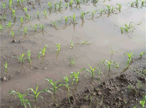 Infografía sobre los efectos del exceso de humedad y del estrés hídrico en el poroto