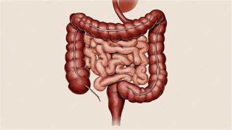Esquema ilustrativo del sistema digestivo humano mostrando el intestino delgado y grueso