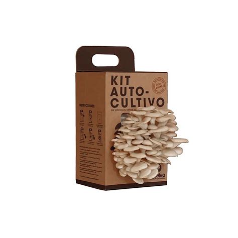 Kit de cultivo de setas enoki mostrando el sustrato y el crecimiento inicial