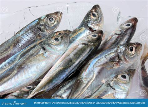 Foto de jurel fresco listo para cocinar