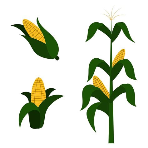 Ilustración de una planta de maíz con mazorcas