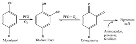 Esquema bioquímico que muestra la reacción de la polifenol oxidasa (PPO) con fenoles y oxígeno para formar quinonas y pigmentos oscuros (melaninas).