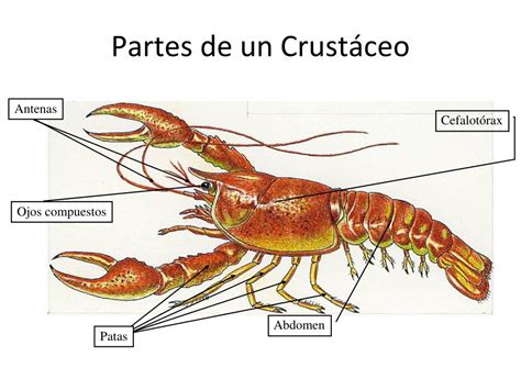 Esquema de un crustáceo con sus partes principales y caparazón