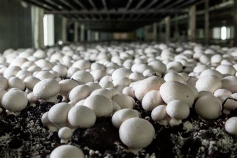 Campo de cultivo de champiñones (Agaricus bisporus)
