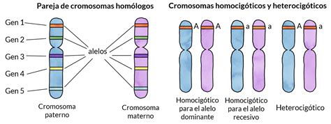 Esquema explicativo de los 6 genotipos (Cazador, Recolector, Maestro/Profesor, Explorador, Guerrero y Nómada) y su relación con la genética.