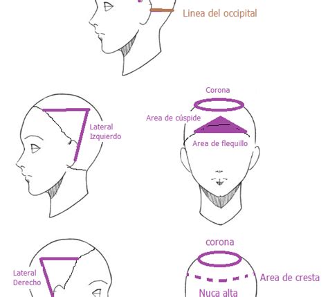 Diagrama ilustrando la correcta colocación de bigudíes en diferentes secciones de la cabeza, mostrando la relación entre el tamaño del bigudí y el grosor de la mecha.