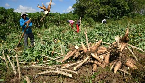 Agricultores cosechando yuca en Santa Cruz, Bolivia