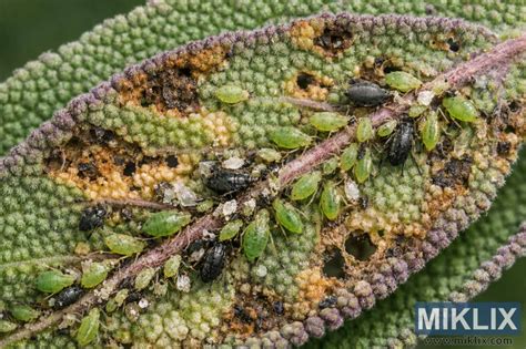 Primer plano de hojas de acelga con pulgones