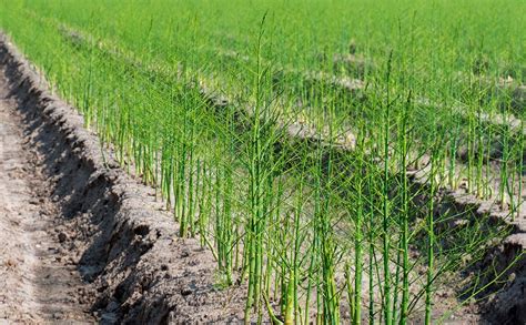 Campo de cultivo de espárragos verdes