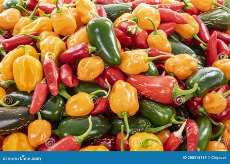 Primer plano de varios pimientos de Padrón, mostrando diferentes formas y tamaños, con algunos resaltados como potencialmente picantes.