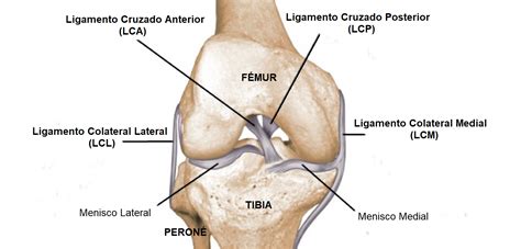 Representación de los ligamentos de la rodilla (cruzados y colaterales)