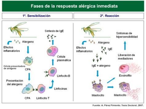 Esquema del mecanismo de reacción alérgica mediada por IgE en la alergia alimentaria