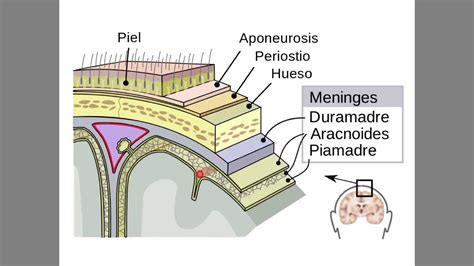 Esquema de las capas de las meninges (duramadre, aracnoides y piamadre) rodeando el sistema nervioso central.