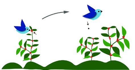 Ilustración de aves dispersando semillas de chile.