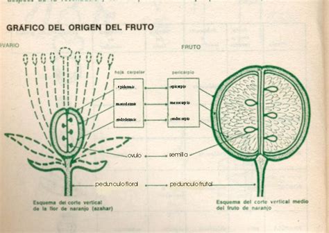Diagrama detallado de la flor y el fruto del ají.