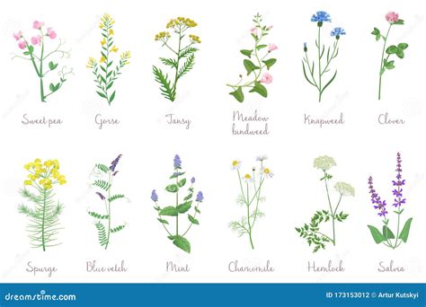 Ilustración detallada de varias hierbas silvestres con sus nombres científicos y botánicos.