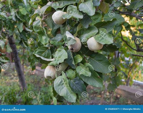 Fruta de membrillo fresca en un árbol