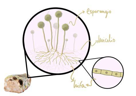 ilustración mostrando cómo cortar moho de quesos duros