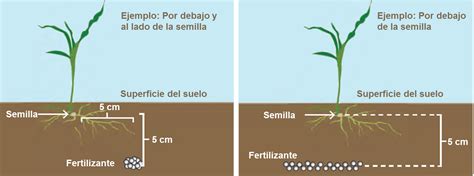Esquema técnico de la colocación del fertilizante en relación a la semilla (distancia 3cm x 3cm) y aplicación en bandas