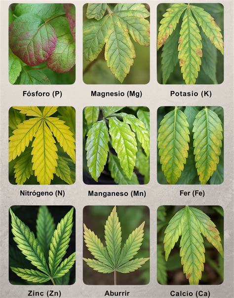 Fotografías comparativas de hojas de maíz sanas frente a hojas con deficiencias de nitrógeno, potasio y azufre