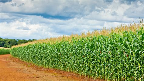 Campo de camotes con hojas verdes vigorosas bajo el sol
