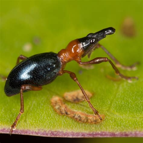 Ilustración del gorgojo de la batata (Cylas formicarius) en un tubérculo afectado