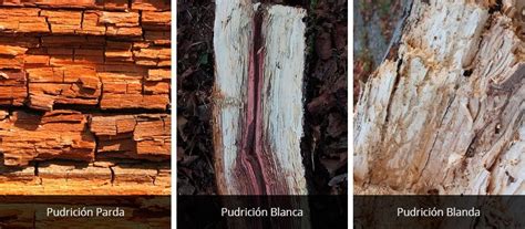 Camotes almacenados mostrando signos de pudrición blanda y arrugamiento