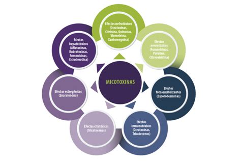 Diagrama informativo sobre las micotoxinas más comunes y sus fuentes alimentarias