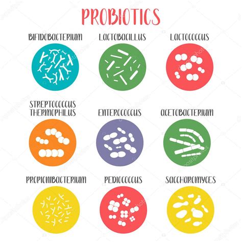 Ilustración microscópica de bacterias lácticas como S. thermophilus y L. Delbrueckii subp.