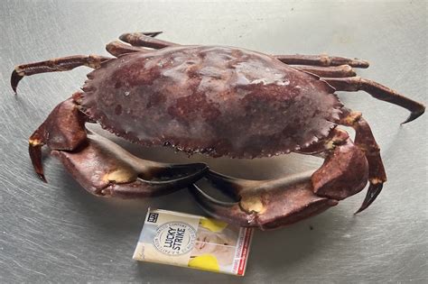 Infografía sobre la Jaiba Marmola: distribución, características y usos