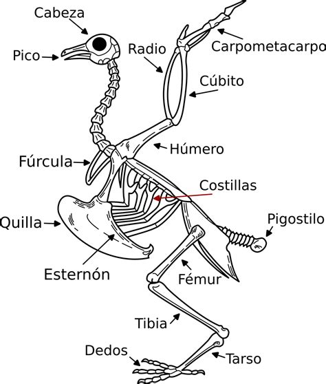 Esquema del esqueleto aviar mostrando los huesos neumáticos y la estructura general