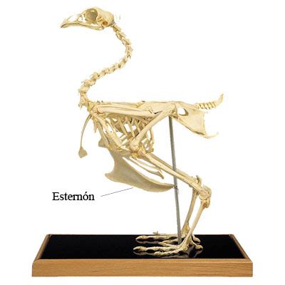 Ilustración de la cintura pectoral y el esternón quillado en las aves