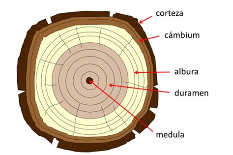 Esquema técnico que muestra el corte de la corteza sin dañar el cambium en el tronco de un manzano