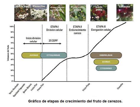 Gráfico comparativo de la evolución del calibre del fruto con y sin aplicación de anillado