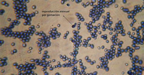 Ilustración de células de levadura Saccharomyces cerevisiae observadas al microscopio de campo claro, mostrando morfologías ovaladas y procesos de gemación.