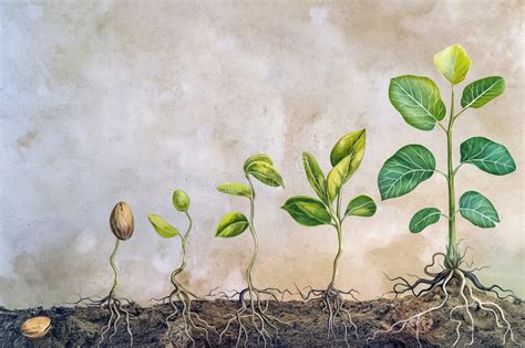 Esquema que muestra el ciclo de vida de una semilla desde el remojo hasta el brote listo para consumir