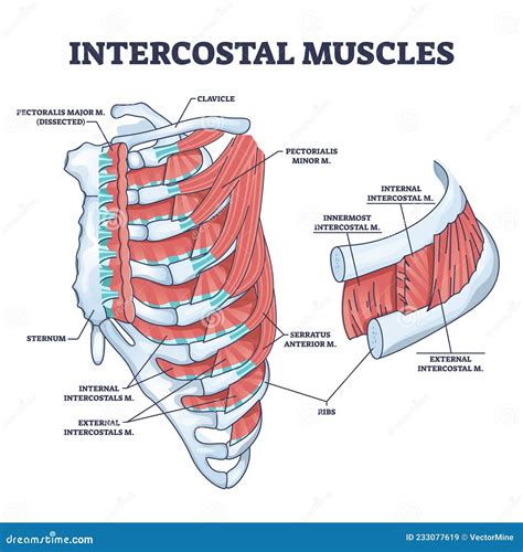 Esquema anatómico de la disposición de los músculos intercostales (externo, interno e íntimo) en los espacios intercostales.