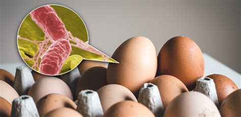 Ilustración de alimentos comunes asociados a la contaminación por Salmonella