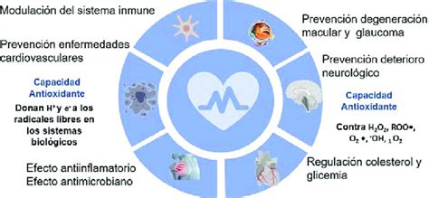 Infografía mostrando el corazón y los beneficios de las antocianinas en la salud cardiovascular.
