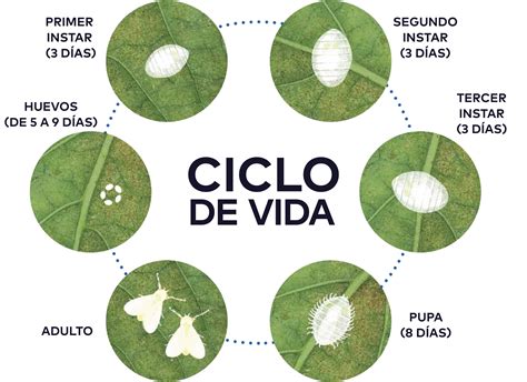 Esquema ilustrativo del ciclo de vida y morfología de la Mosca Blanca en el envés de las hojas.