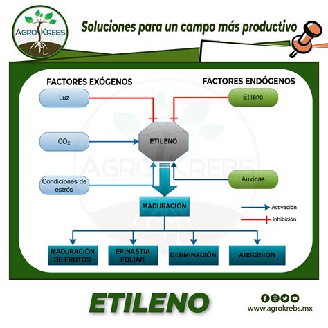 Esquema visual mostrando la separación de frutas (productores de etileno) y verduras (sensibles al etileno) en el refrigerador y fuera de él.