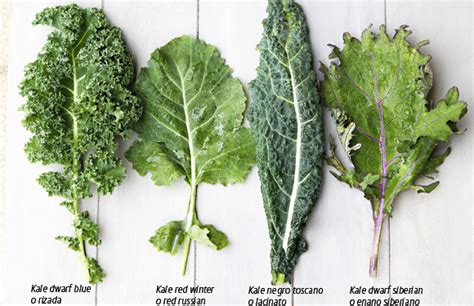 Ilustración de diferentes tipos de kale: Crespo, Toscano, y Ruso Rojo.