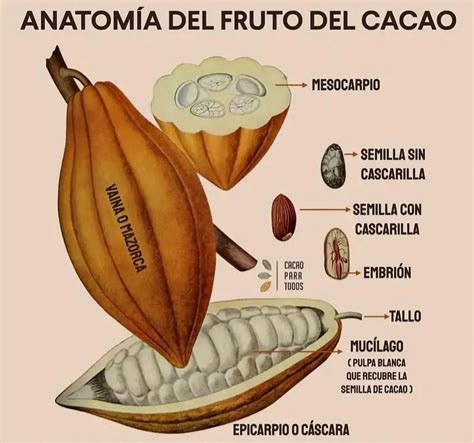Esquema del grano de cacao con sus partes, destacando la cascarilla
