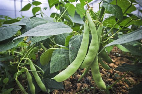Foto detallada de las vainas y semillas del poroto Trepador-INIA