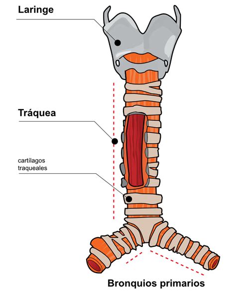Esquema de las vías respiratorias: distinción entre la tráquea (hacia los pulmones) y el esófago (hacia el estómago)