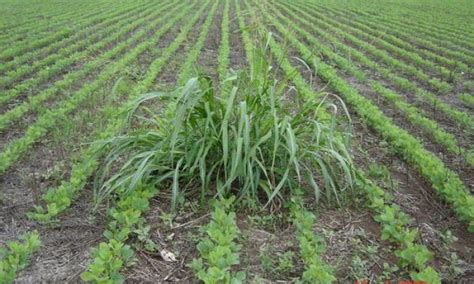 Esquema de la competencia entre malezas y plantas de frambuesa por recursos