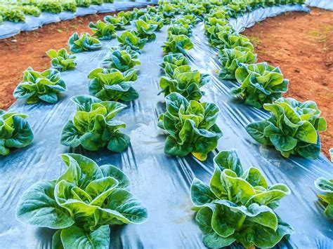 Fotografía de frambuesas cultivadas en macrotúnel con acolchado plástico