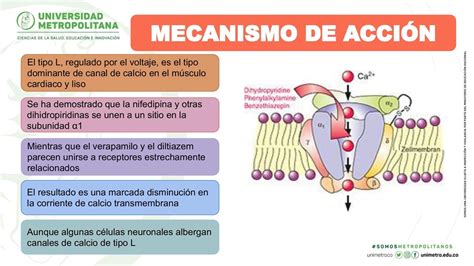 Infografía: Mecanismos de acción y efectos secundarios de los extractos de muérdago