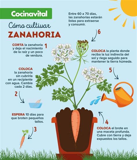 Esquema de cómo cultivar zanahorias a partir de sus partes superiores.