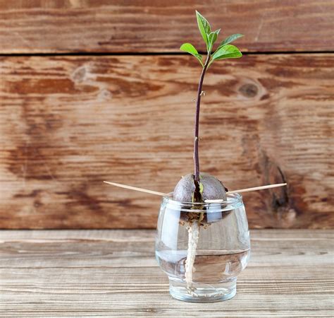 Semilla de aguacate germinando en agua con palillos.
